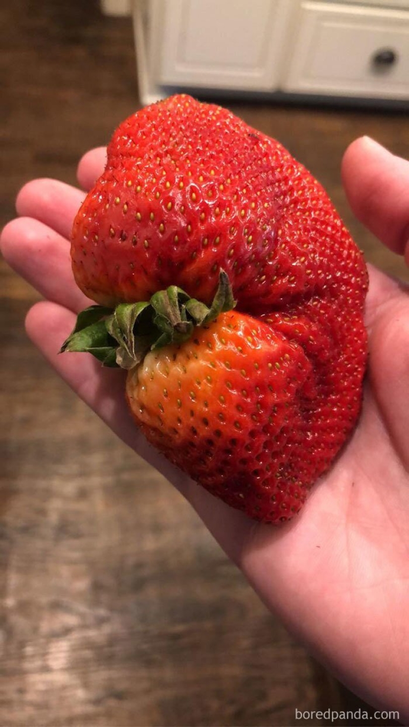 Size matters! 30+ examples, when couriers brought the giant fruits and vegetables Size matters! 30+ examples, when couriers brought the giant fruits and vegetables