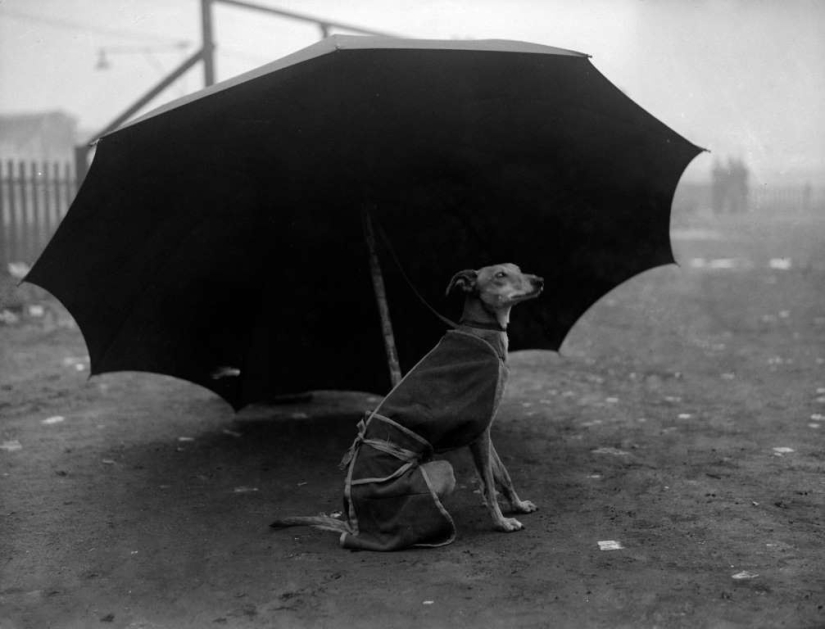 Smart animals with umbrellas