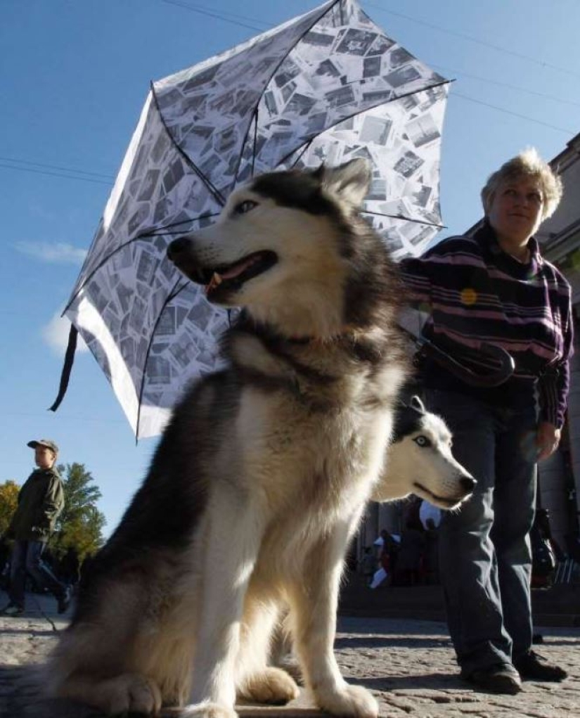 Smart animals with umbrellas