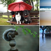 Smart animals with umbrellas
