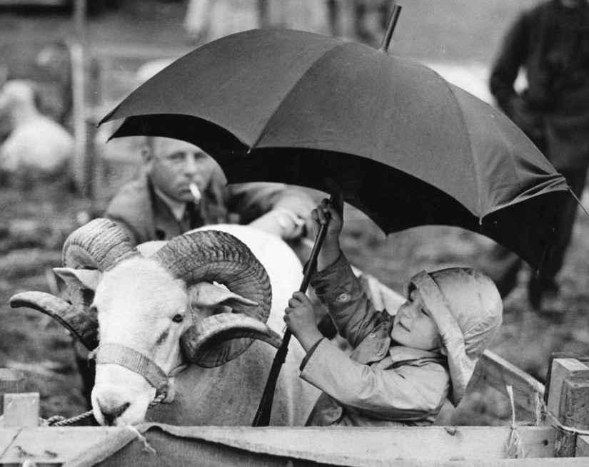 Smart animals with umbrellas