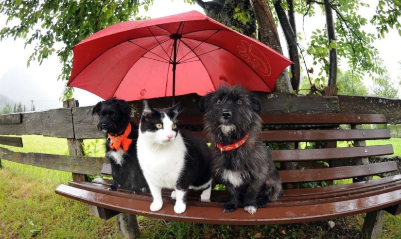 Smart animals with umbrellas