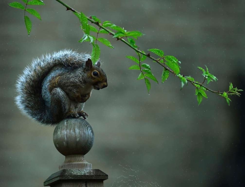 Smart animals with umbrellas