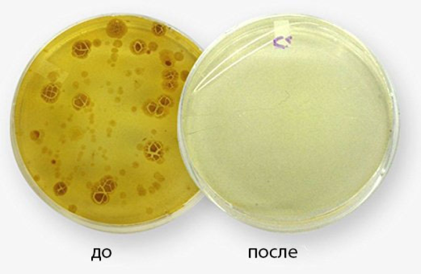 "Smartphones are 18 times dirtier than toilets": scientists have learned how to kill germs on our devices