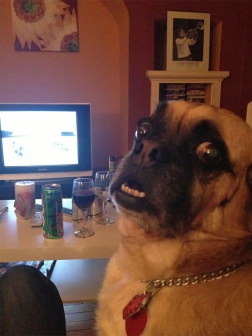 Smile: if animals could talk, they would ask you to delete these infernal photos