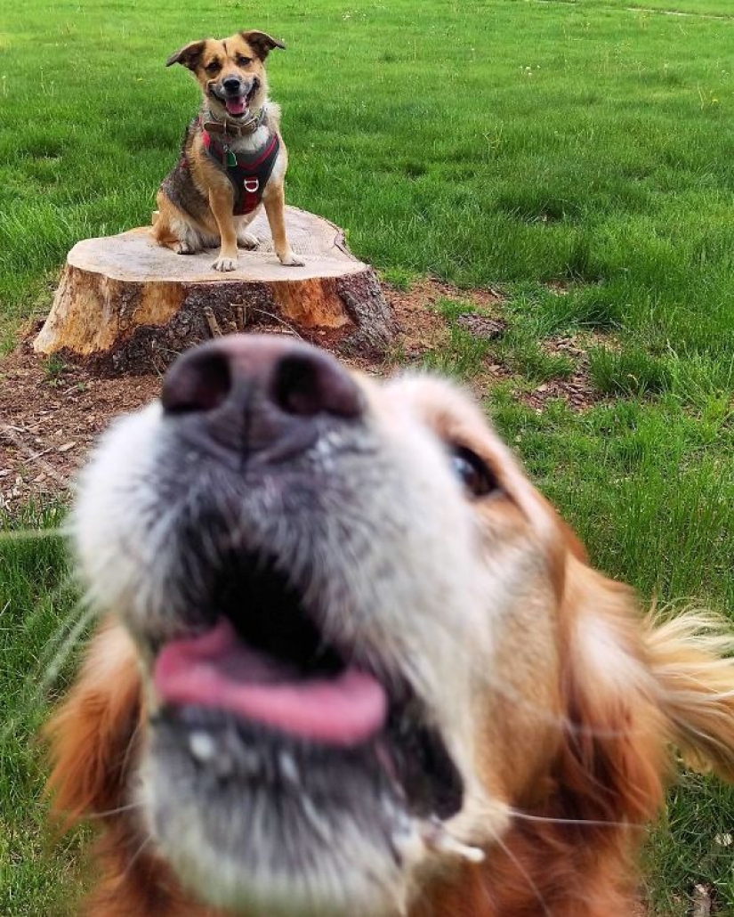 Smile: if animals could talk, they would ask you to delete these infernal photos