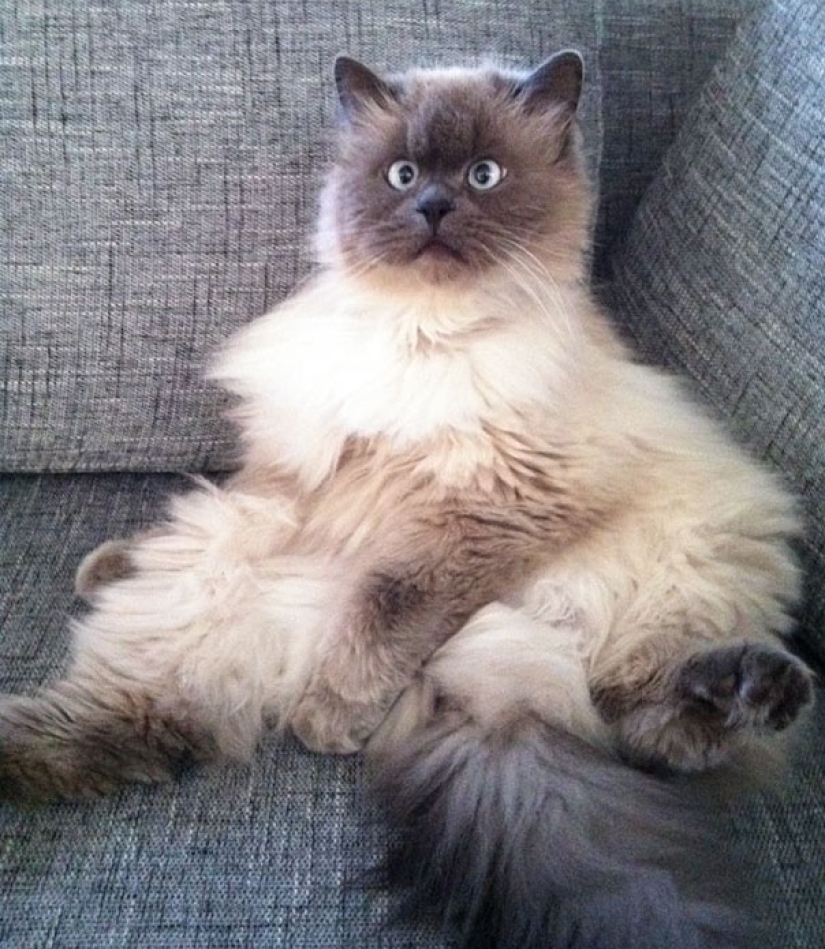 Smile: if animals could talk, they would ask you to delete these infernal photos