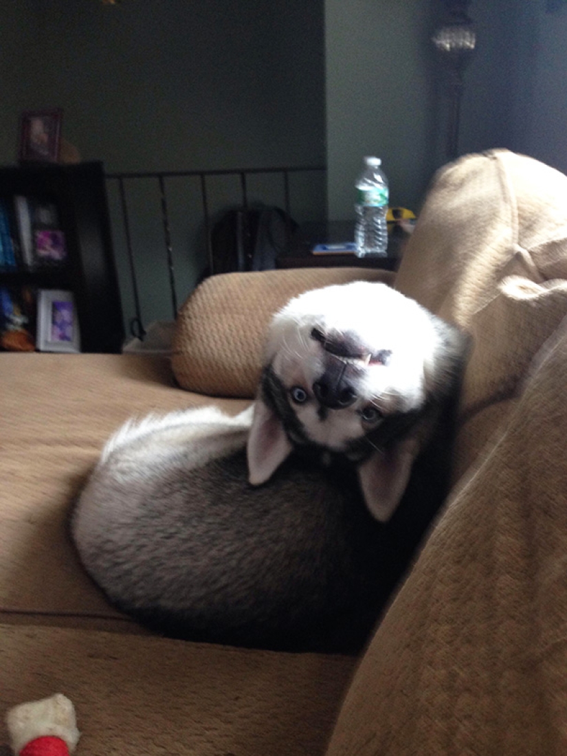 Smile: if animals could talk, they would ask you to delete these infernal photos