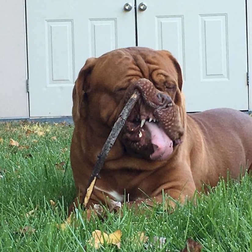 Smile: if animals could talk, they would ask you to delete these infernal photos