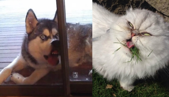 Smile: if animals could talk, they would ask you to delete these infernal photos