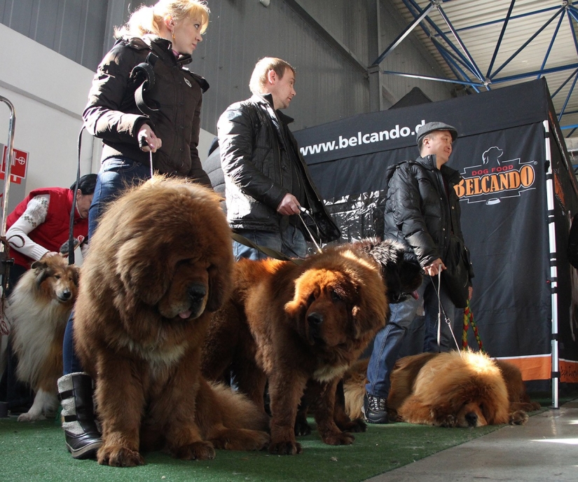 Snow Lions: from Tibet to Kazakhstan Snow Lions: from Tibet to Kazakhstan