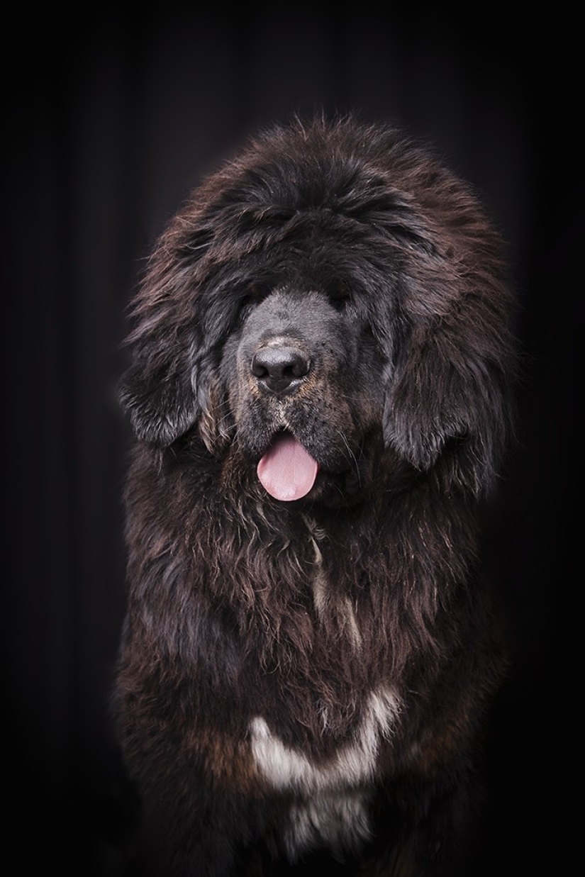 Snow Lions: from Tibet to Kazakhstan Snow Lions: from Tibet to Kazakhstan