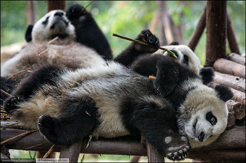 Sobre el bien alimentado reino de la pereza Sobre el bien alimentado reino de la pereza