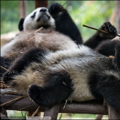 Sobre el bien alimentado reino de la pereza