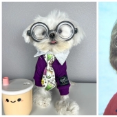 Sobre el estilo: un perro de moda, similar a Elton John, se ha convertido en una estrella de Internet