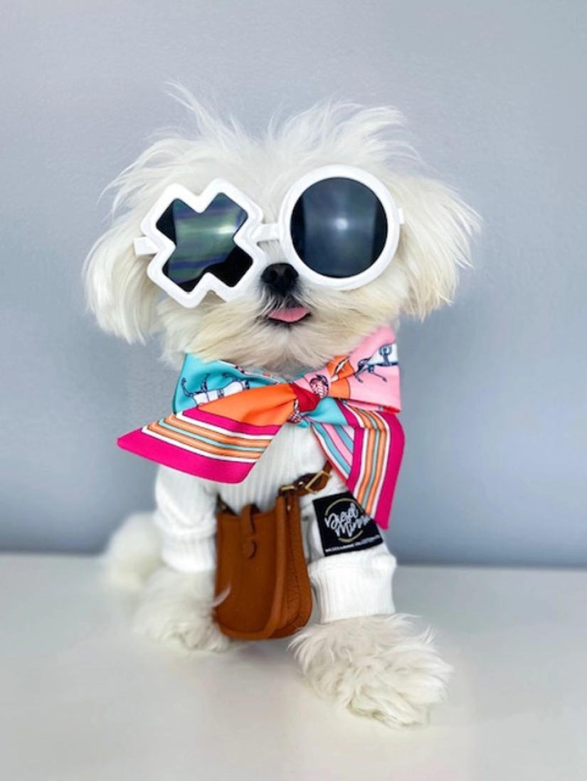 Sobre el estilo: un perro de moda, similar a Elton John, se ha convertido en una estrella de Internet