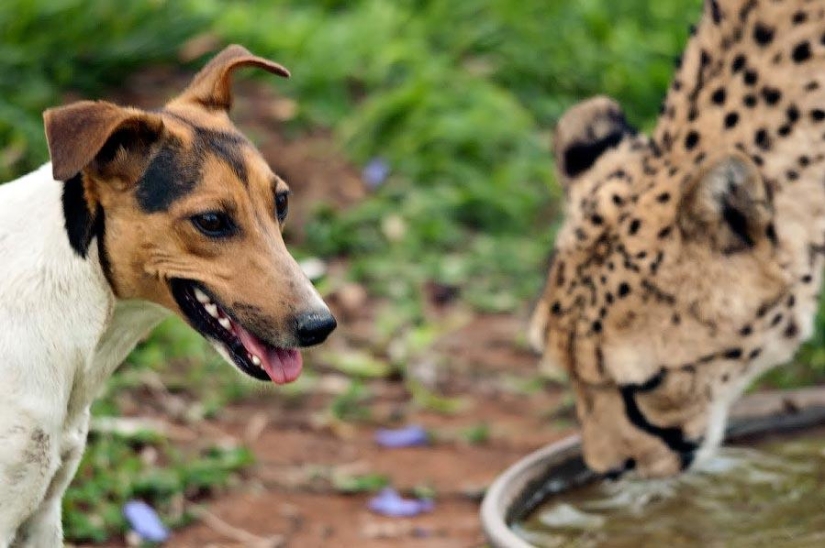 Sobre la amistad de los gatos con los perros Sobre la amistad de los gatos con los perros