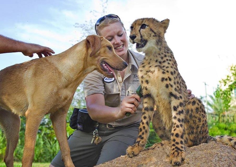 Sobre la amistad de los gatos con los perros Sobre la amistad de los gatos con los perros