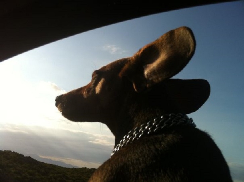 Solo el viento, solo la felicidad está por delante: 29 perros que son golpeados en la cara por el viento