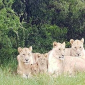 Solo quedaron la cabeza y los zapatos: en Sudáfrica, los leones devoraron a los cazadores furtivos que cazaban rinocerontes