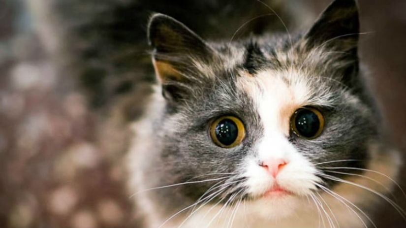 Sometimes they come back Sometimes they come back