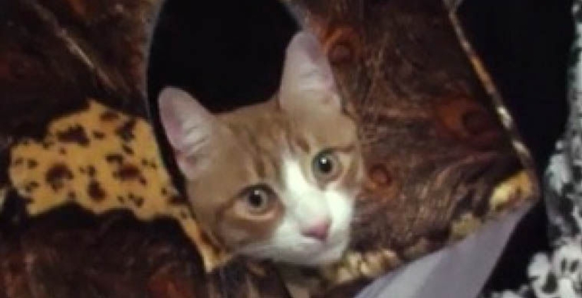 Sometimes they come back Sometimes they come back