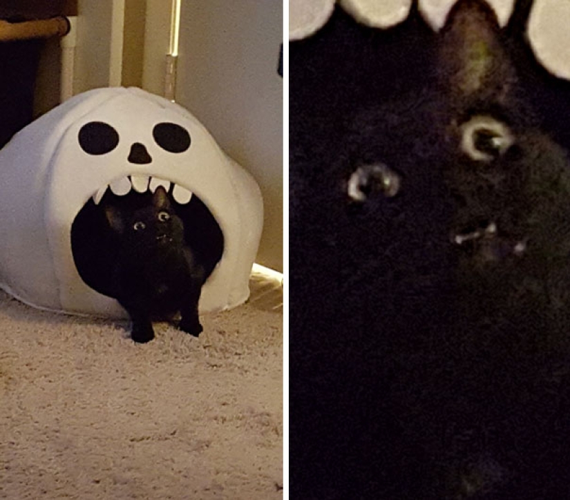 Sonrisa: si los animales pudieran hablar, te pedirían que borraras estas fotos infernales