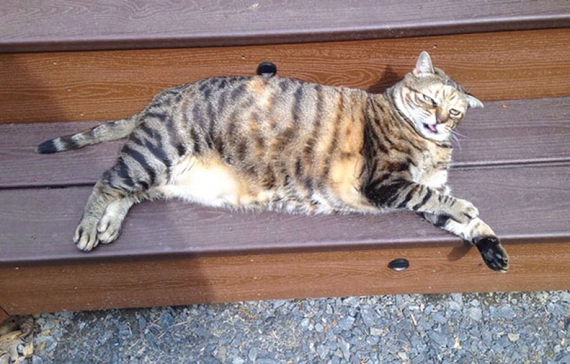 Sonrisa: si los animales pudieran hablar, te pedirían que borraras estas fotos infernales