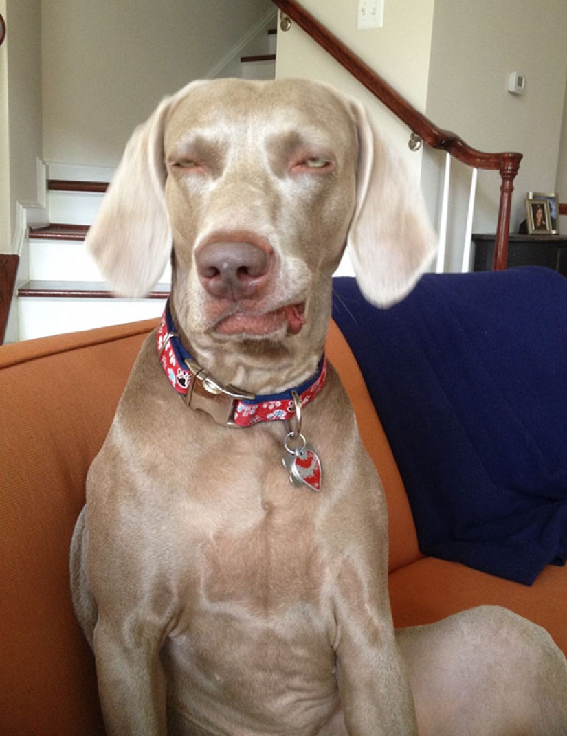 Sonrisa: si los animales pudieran hablar, te pedirían que borraras estas fotos infernales