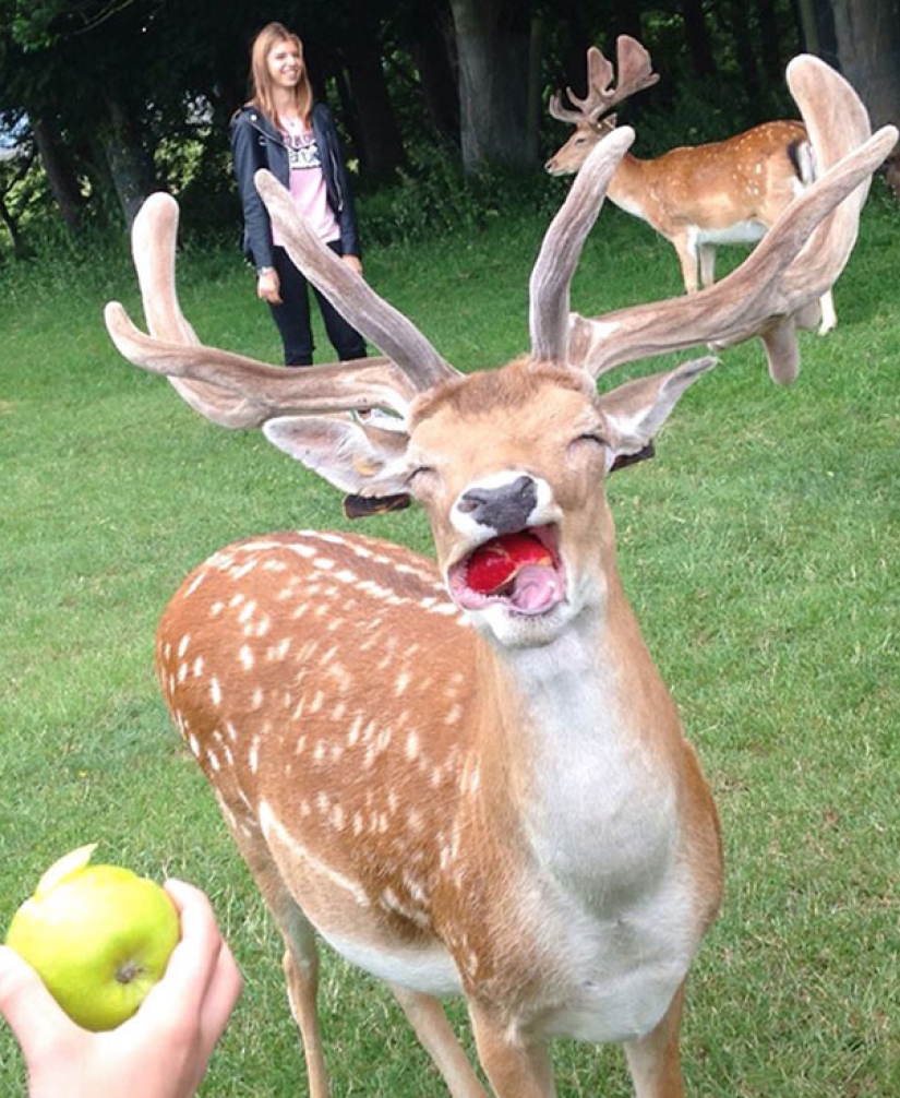 Sonrisa: si los animales pudieran hablar, te pedirían que borraras estas fotos infernales