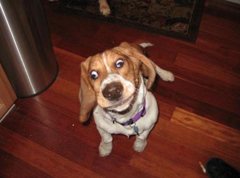 Sonrisa: si los animales pudieran hablar, te pedirían que borraras estas fotos infernales