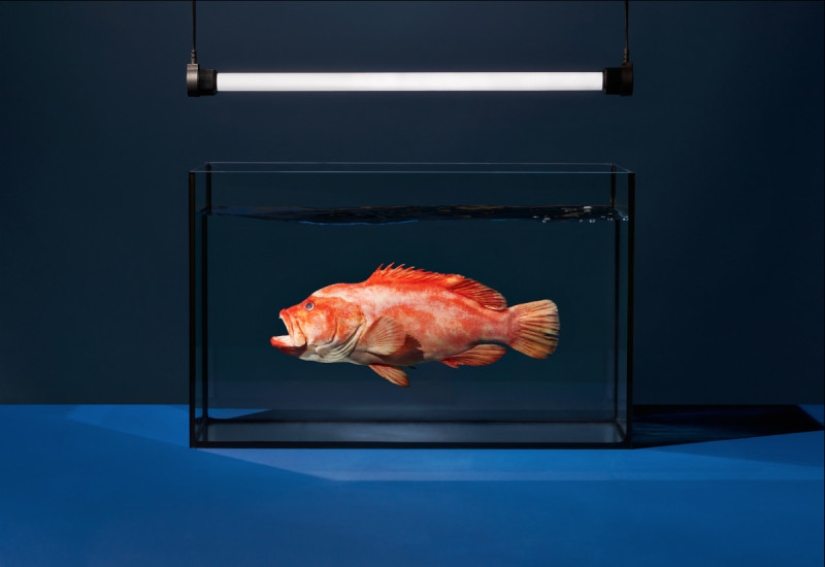 Sony World Photography Awards Finalists named: Best Photos of 2018