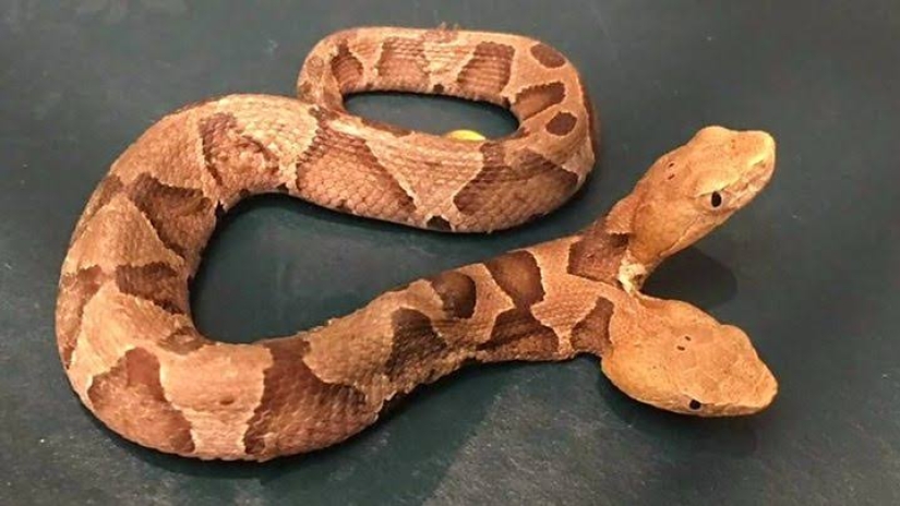 Split personality: a snake with two competing heads was found in the States