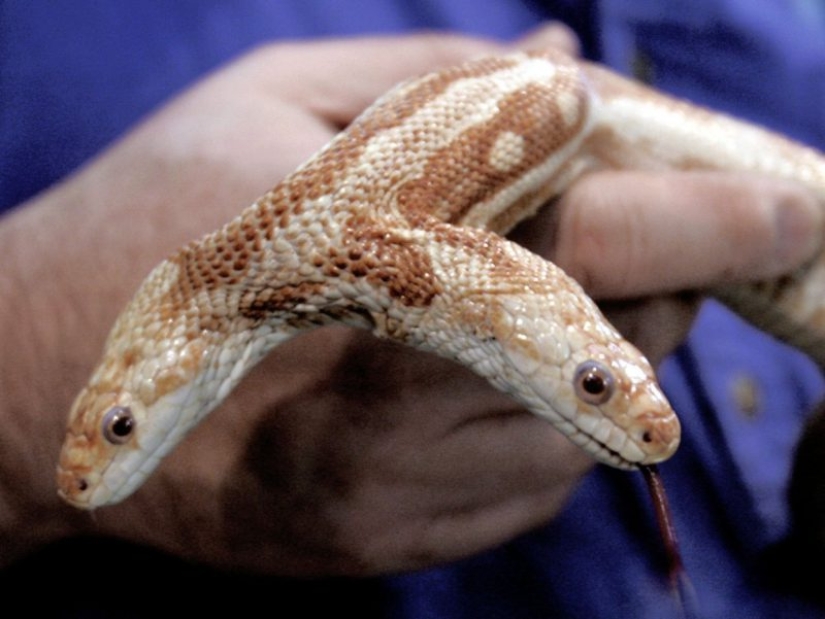 Split personality: a snake with two competing heads was found in the States