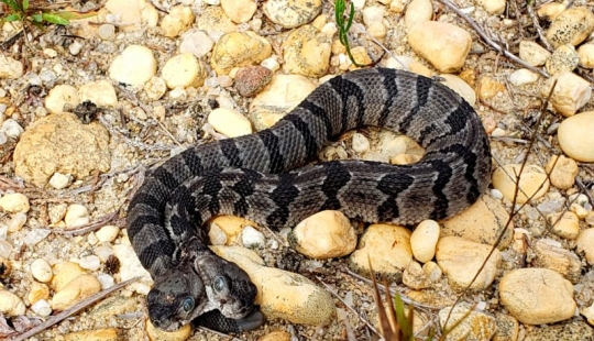 Split personality: a snake with two competing heads was found in the States