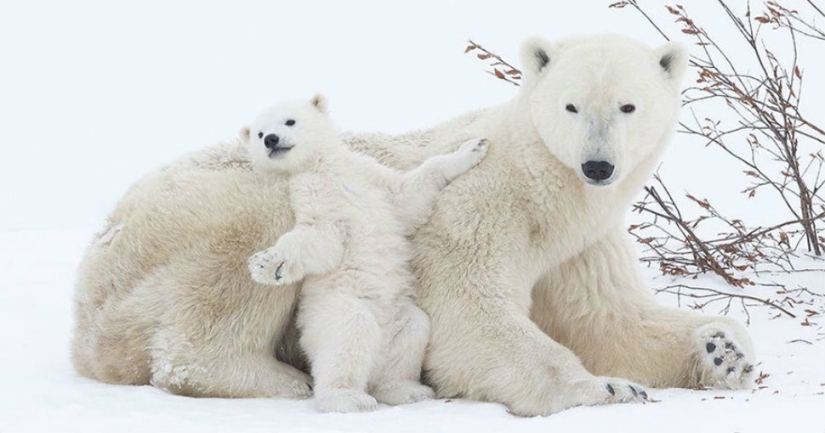 Spooning snow in the way: the sweetest mother bears teach the cubs mind-to-mind
