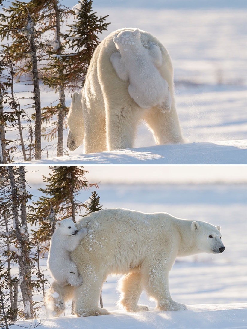 Spooning snow in the way: the sweetest mother bears teach the cubs mind-to-mind