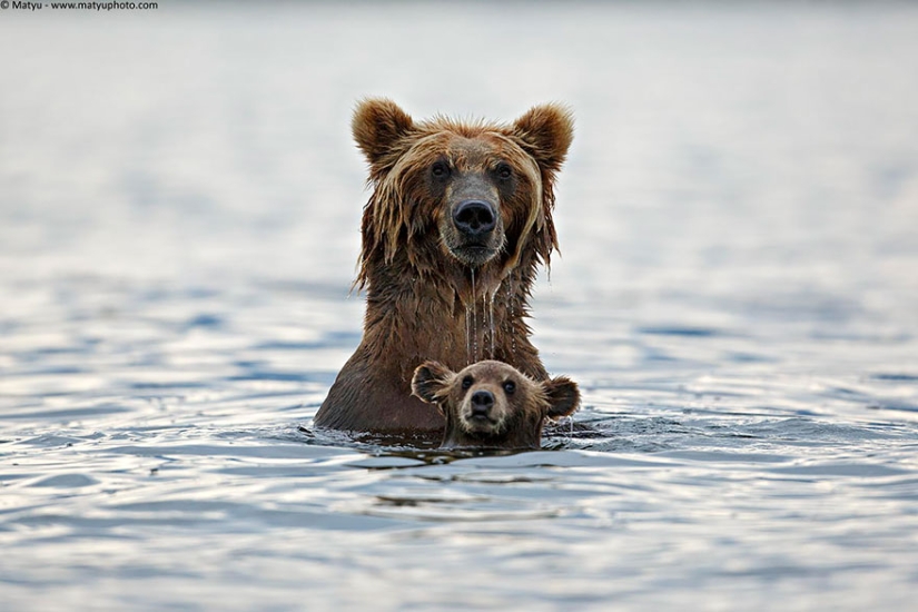 Spooning snow in the way: the sweetest mother bears teach the cubs mind-to-mind