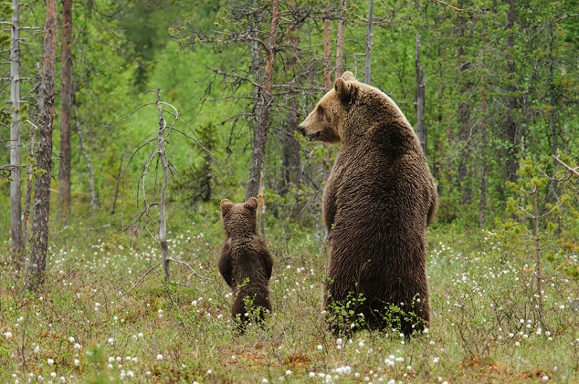 Spooning snow in the way: the sweetest mother bears teach the cubs mind-to-mind
