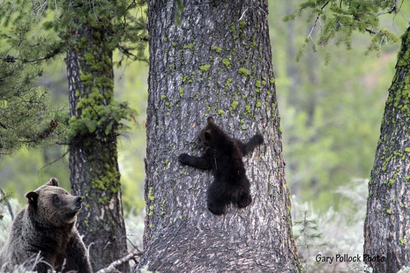 Spooning snow in the way: the sweetest mother bears teach the cubs mind-to-mind