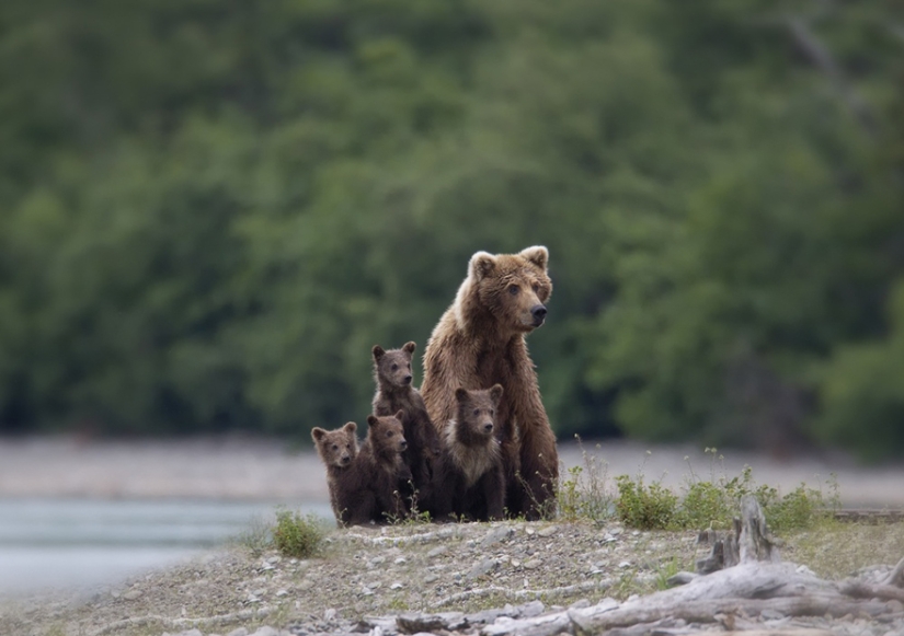 Spooning snow in the way: the sweetest mother bears teach the cubs mind-to-mind