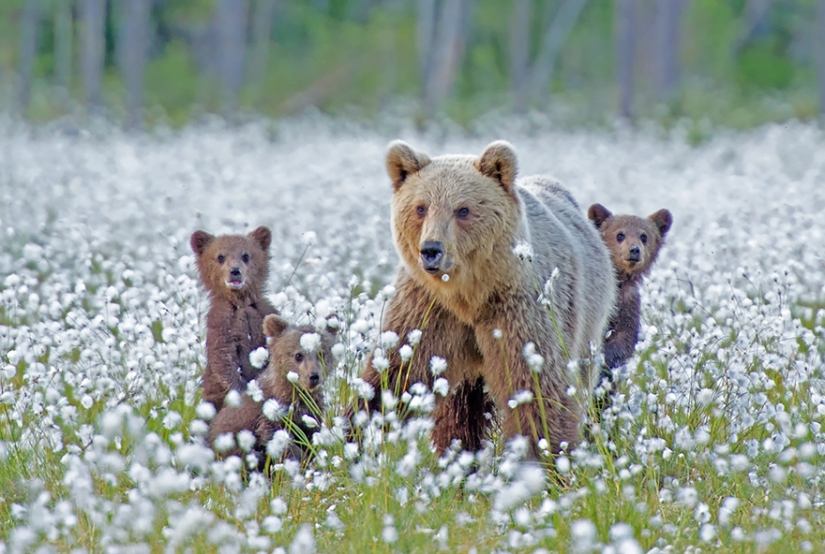 Spooning snow in the way: the sweetest mother bears teach the cubs mind-to-mind