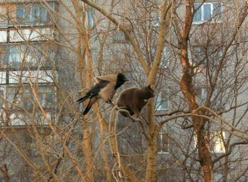 Spring has come — the cats have arrived!