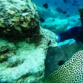 Steel aqualungs: how we swam with moray eels