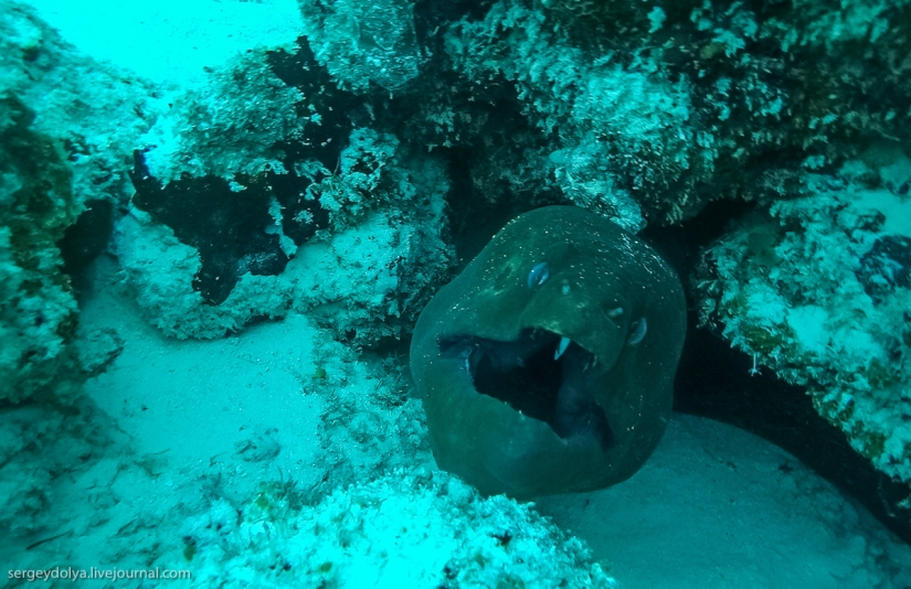 Steel aqualungs: how we swam with moray eels