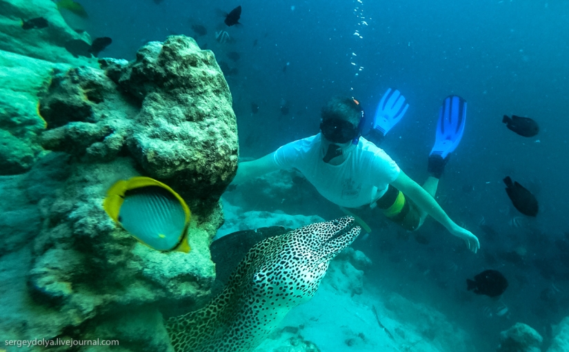 Steel aqualungs: how we swam with moray eels