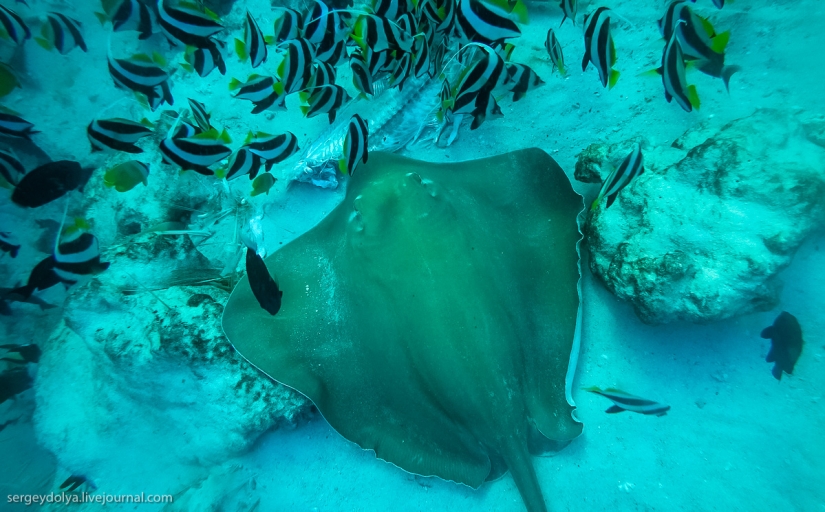 Steel aqualungs: how we swam with moray eels