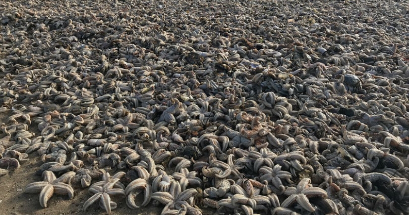 Storm Emma dumped tens of thousands of dead marine animals on British coasts