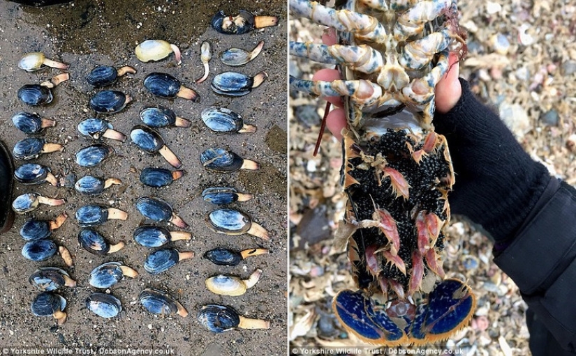 Storm Emma dumped tens of thousands of dead marine animals on British coasts