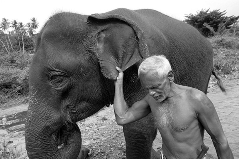 Strong photos about the difficult relationship of Asians with elephants Strong photos about the difficult relationship of Asians with elephants